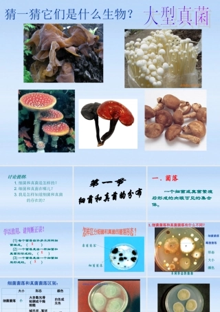 八年级生物上册 第5单元第4章第1节细菌和真菌的分布课件 人教新课标版 课件