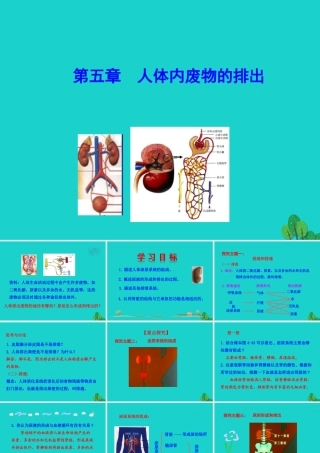 七年级生物下册 4.5 人体内废物的排出课件 七年级生物下册 4.5 人体内废物的排出课件+素材(新版)新人教版-2