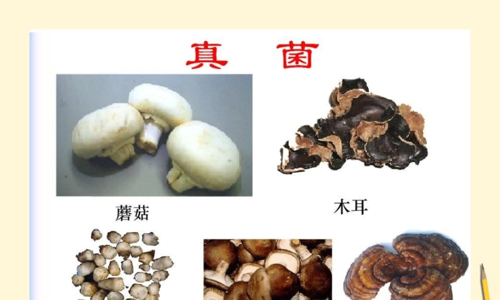 八年级生物(真菌)课件 人教新课标版 课件