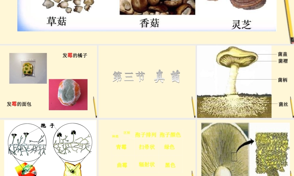 八年级生物(真菌)课件 人教新课标版 课件