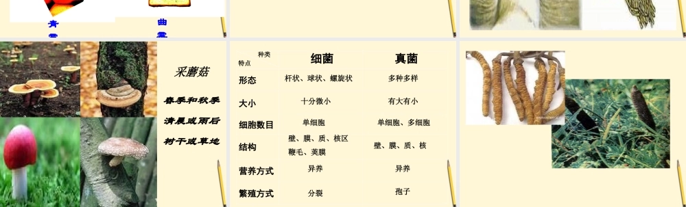 八年级生物(真菌)课件 人教新课标版 课件