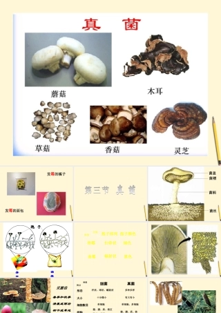 八年级生物(真菌)课件 人教新课标版 课件