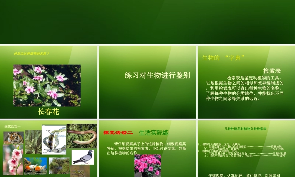 七年级生物上册 第四章 第2节(练习对生物进行鉴别)课件 冀教版 课件