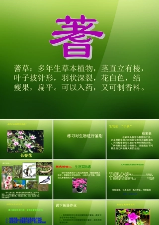 七年级生物上册 第四章 第2节(练习对生物进行鉴别)课件 冀教版 课件