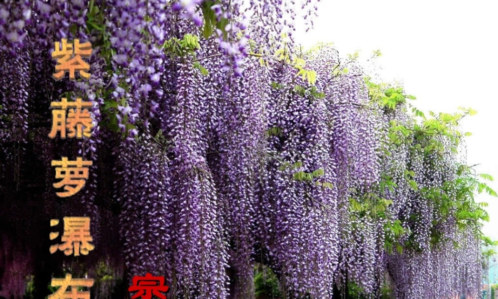 八年级语文下册(紫藤萝瀑布)课件 苏教版 课件