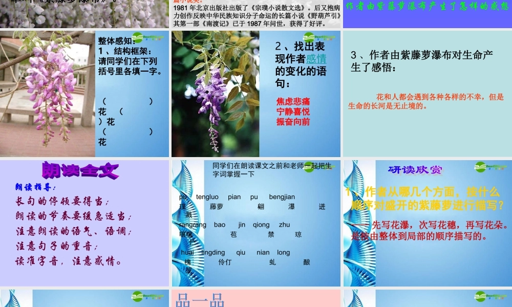 八年级语文下册(紫藤萝瀑布)课件 苏教版 课件