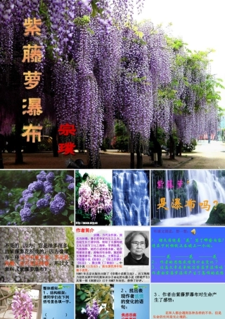 八年级语文下册(紫藤萝瀑布)课件 苏教版 课件