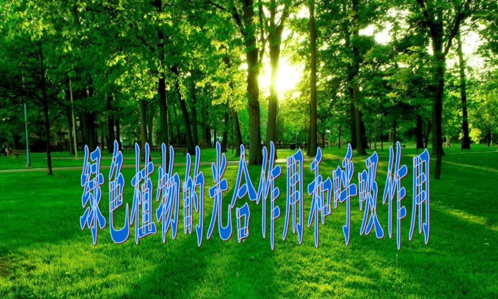 七年级生物下册 复习光合作用和呼吸作用课件 济南版 课件