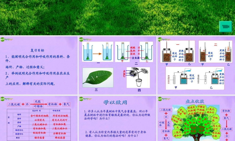 七年级生物下册 复习光合作用和呼吸作用课件 济南版 课件