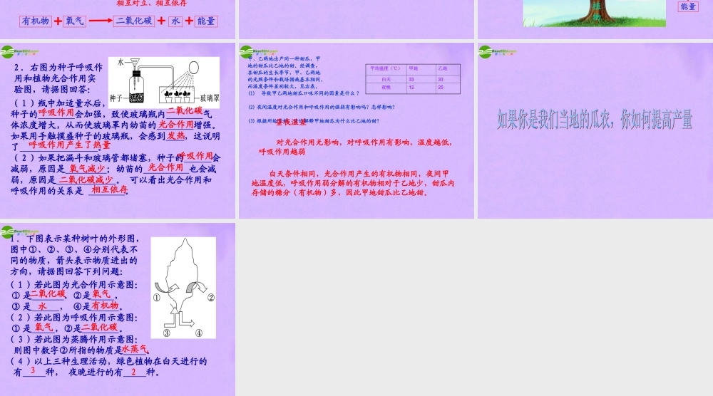 七年级生物下册 复习光合作用和呼吸作用课件 济南版 课件