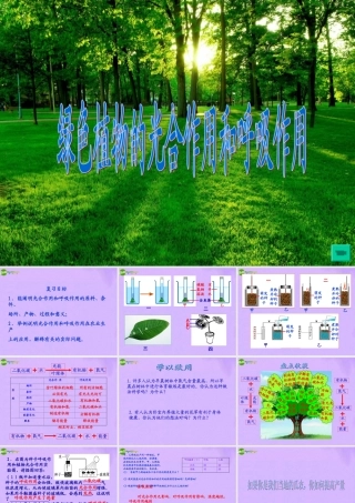 七年级生物下册 复习光合作用和呼吸作用课件 济南版 课件