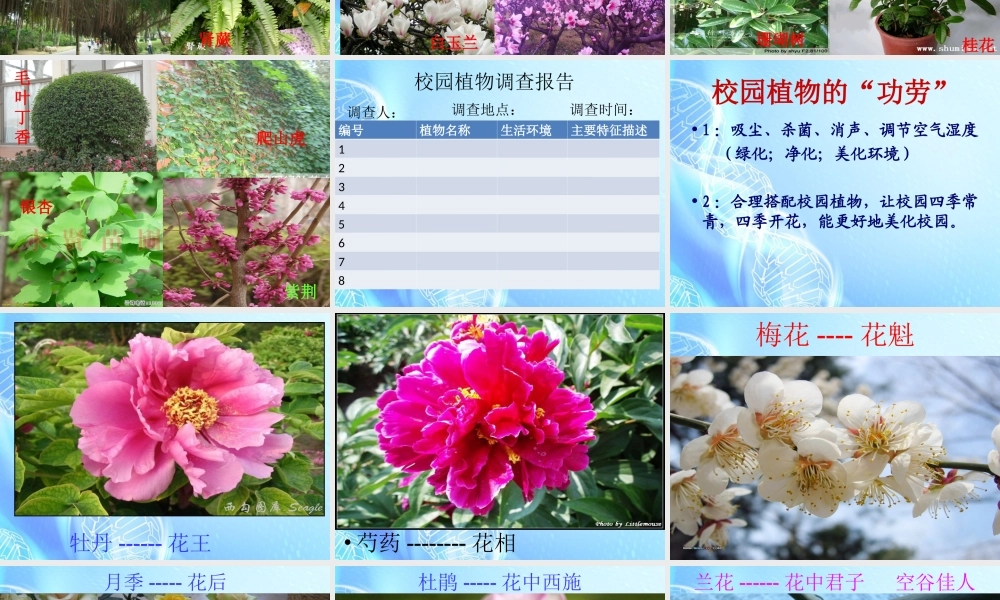 七年级生物上册 第二章 第2节(校园植物观察)课件 冀教版 课件