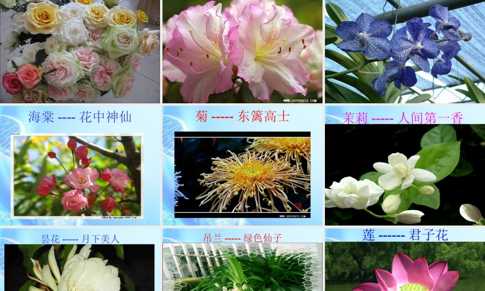 七年级生物上册 第二章 第2节(校园植物观察)课件 冀教版 课件