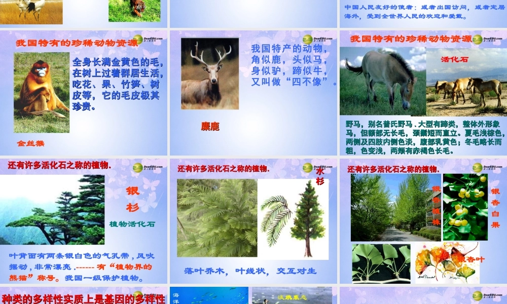 八年级生物上册 认识生物的多样性课件 新人教版 课件