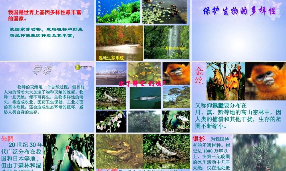 八年级生物上册 认识生物的多样性课件 新人教版 课件