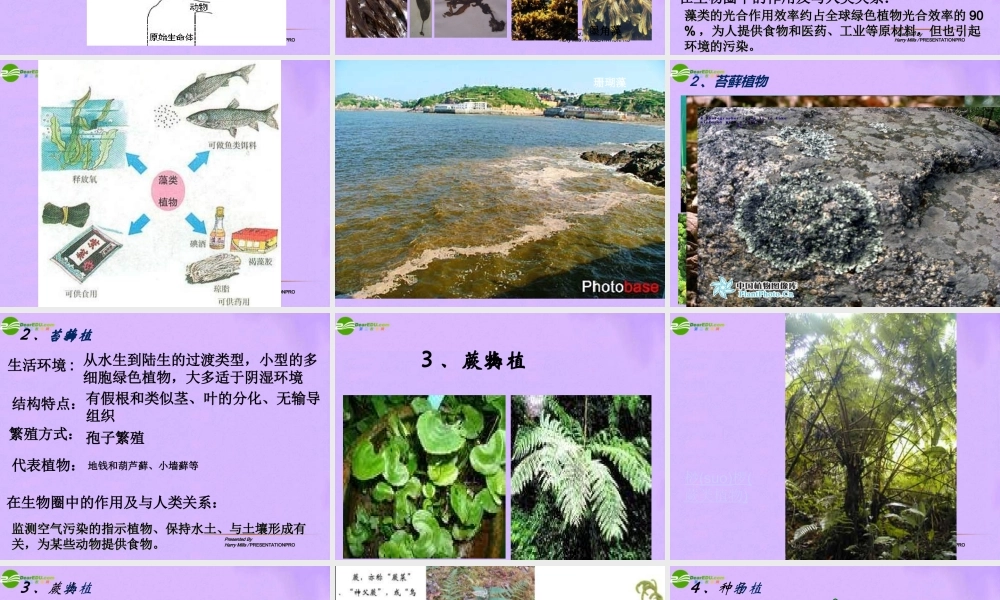 八年级生物下册 第二节 植物的主要类群 人教新课标版 课件