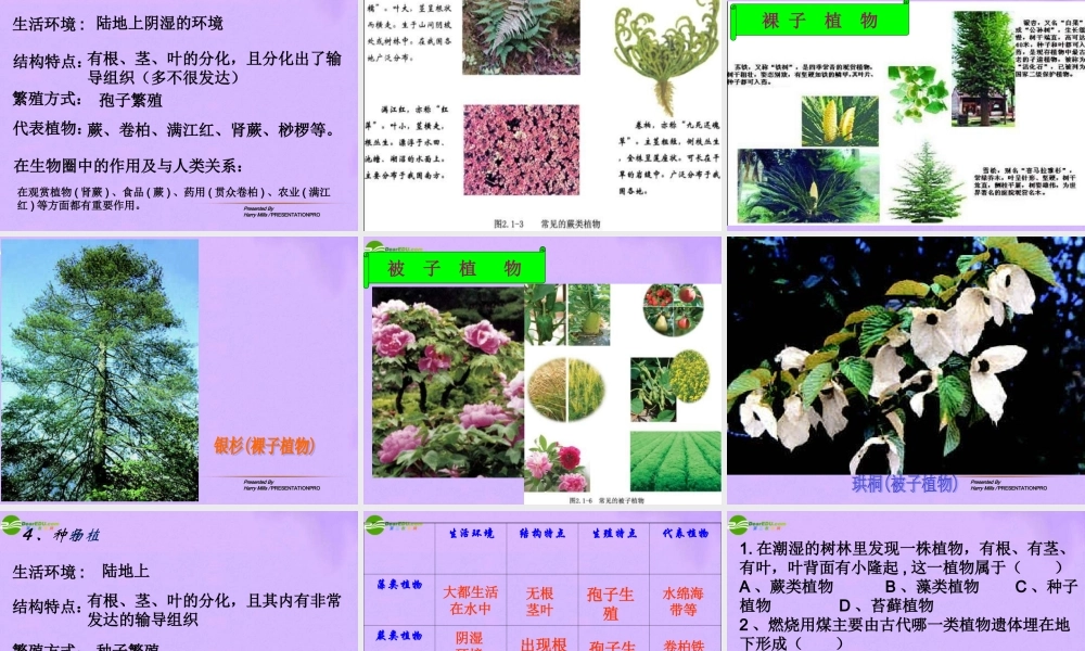 八年级生物下册 第二节 植物的主要类群 人教新课标版 课件