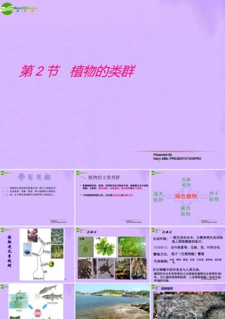 八年级生物下册 第二节 植物的主要类群 人教新课标版 课件