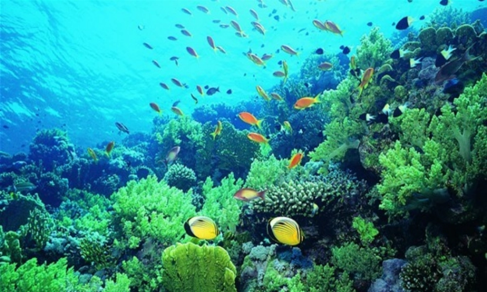 八年级地理上册 第三章 第四节 中国的海洋资源课件 湘教版 课件