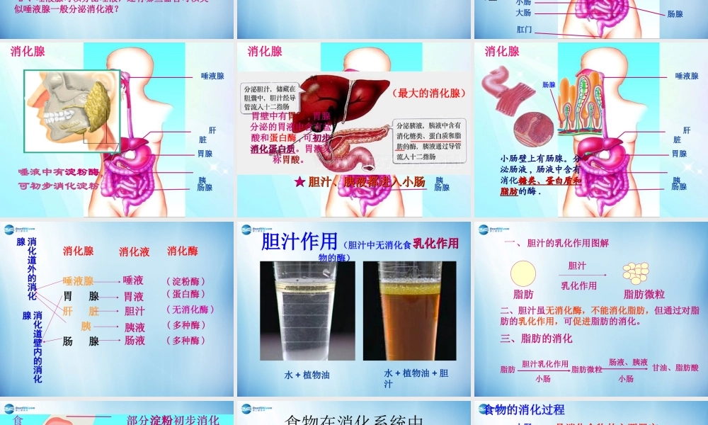 中学七年级生物下册 第二章 第二节 消化和吸收课件 (新版)新人教版