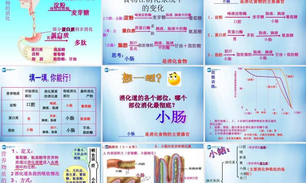 中学七年级生物下册 第二章 第二节 消化和吸收课件 (新版)新人教版