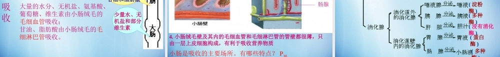 中学七年级生物下册 第二章 第二节 消化和吸收课件 (新版)新人教版