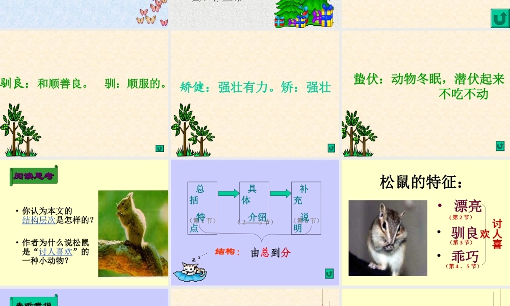 八年级语文松鼠课件4苏教版 课件