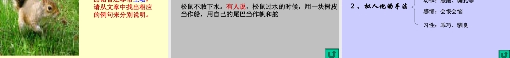八年级语文松鼠课件4苏教版 课件