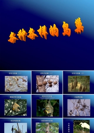 八年级生物下册 各种各样的鸟巢课件 人教新课标版 课件