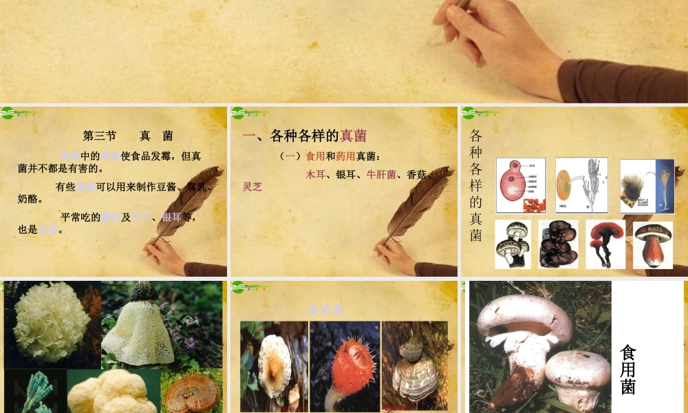 八年级生物上册 第五单元第四章第三节真菌课件人教新课标版 课件