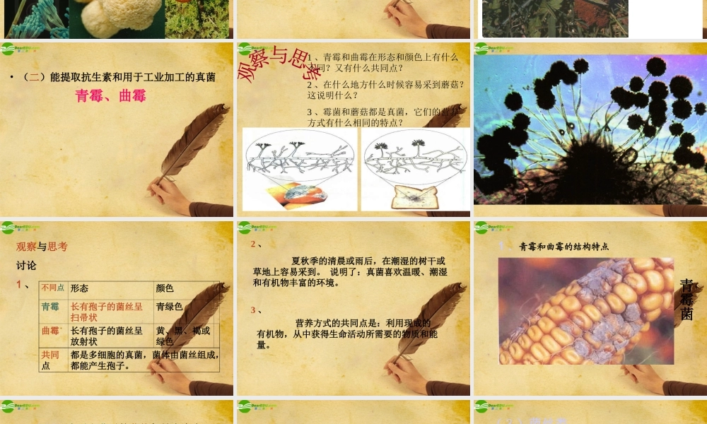 八年级生物上册 第五单元第四章第三节真菌课件人教新课标版 课件