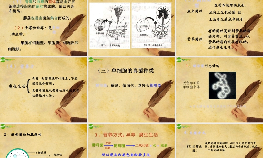 八年级生物上册 第五单元第四章第三节真菌课件人教新课标版 课件