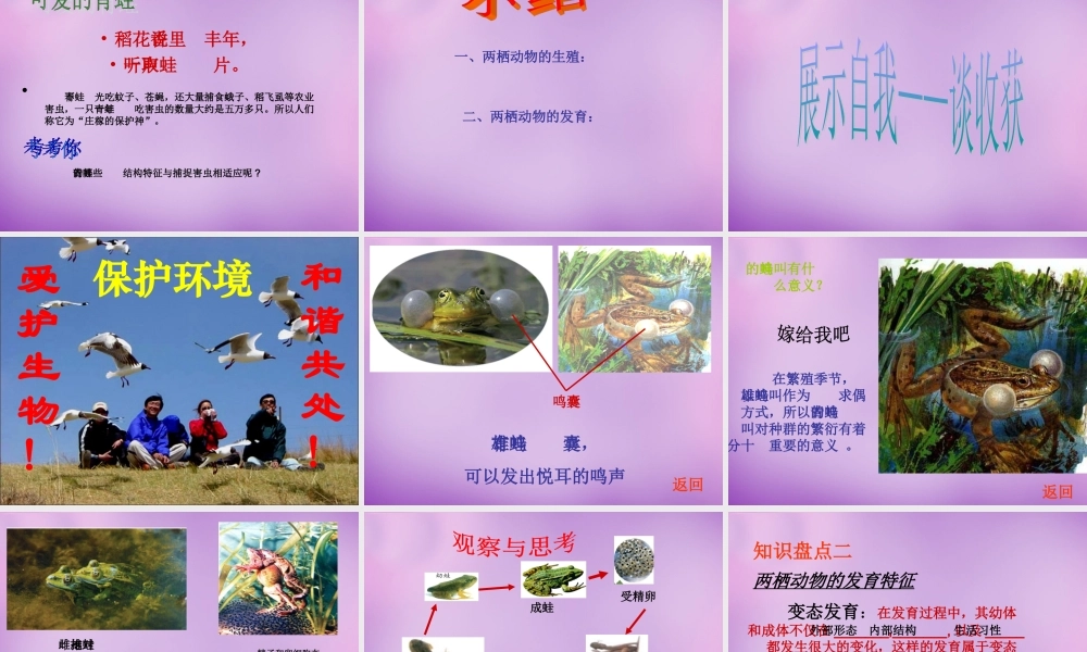 八年级生物上册 4.2.2 两栖动物的生殖和发育课件 (新版)济南版 课件