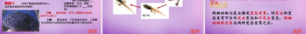 八年级生物上册 4.2.2 两栖动物的生殖和发育课件 (新版)济南版 课件