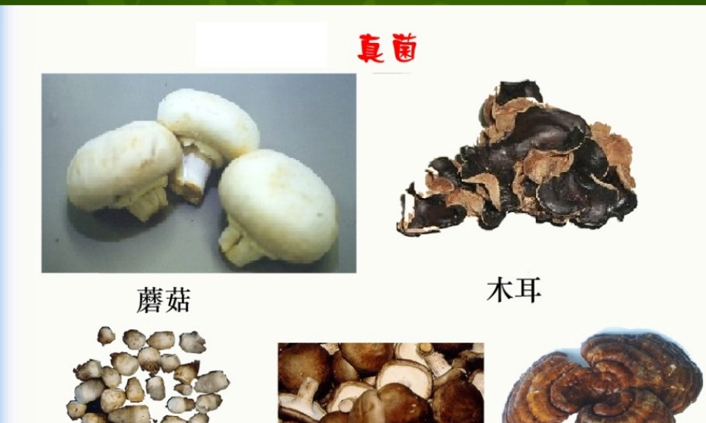 八年级生物上册 5.4.1 细菌和真菌的分布课件 新人教版 课件