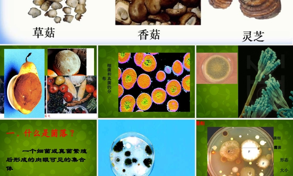 八年级生物上册 5.4.1 细菌和真菌的分布课件 新人教版 课件