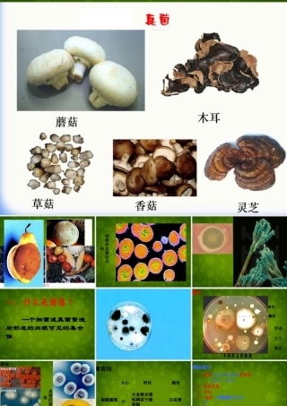 八年级生物上册 5.4.1 细菌和真菌的分布课件 新人教版 课件