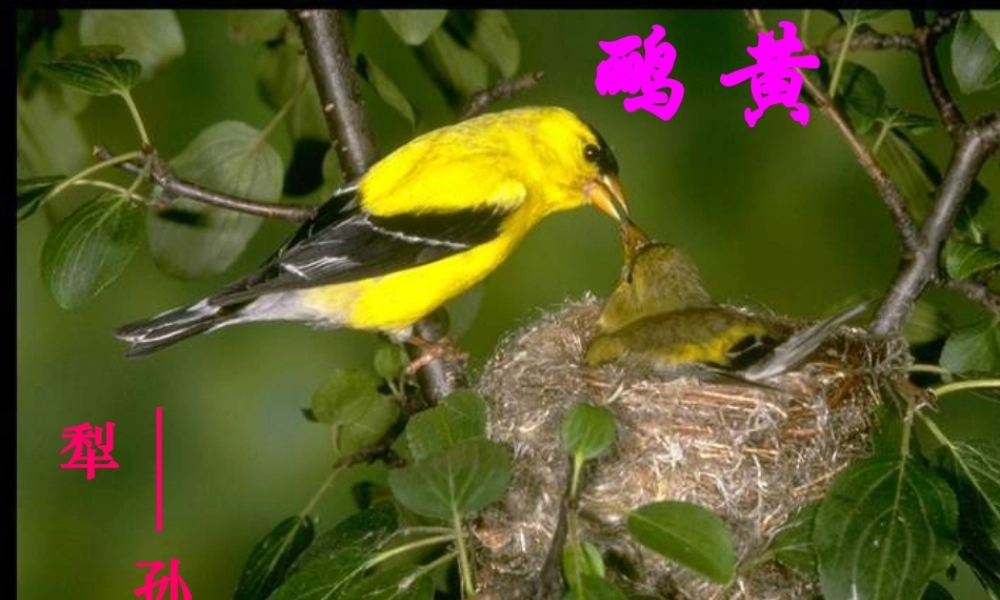 人教版高一语文黄鹂孙犁课件