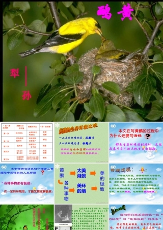 人教版高一语文黄鹂孙犁课件