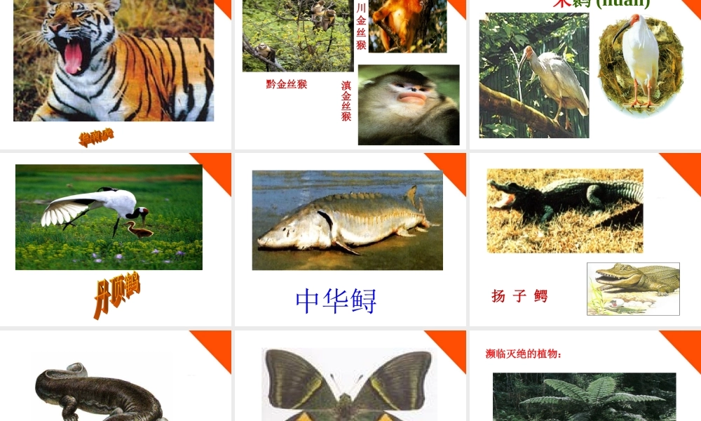 七年级科学上册 第三节保护生物多样性课件 华东师大版 课件