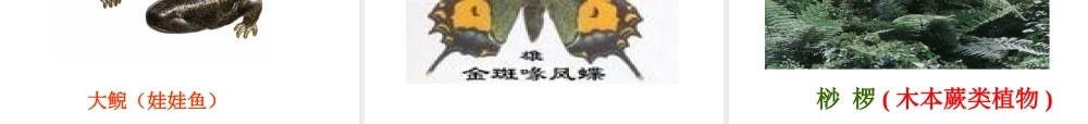 七年级科学上册 第三节保护生物多样性课件 华东师大版 课件