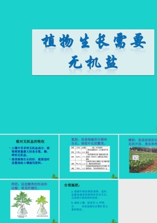 七年级生物上册 第四章 第一节 绿色植物的生活需要水和无机盐需要 植物生长需要无机盐课件 (新版)北京版 课件