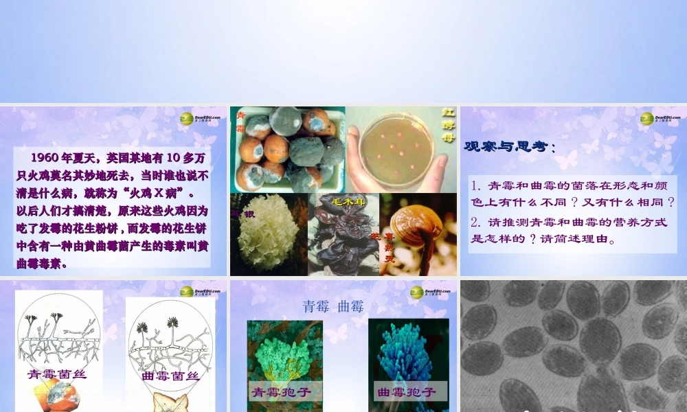 八年级生物上册 第5单元 第4章 第3节 真菌课件 新人教版 课件