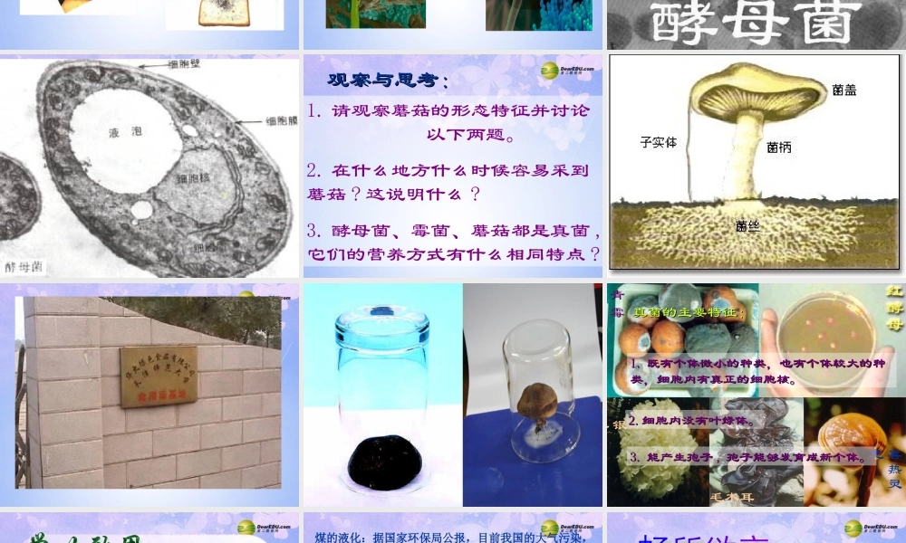 八年级生物上册 第5单元 第4章 第3节 真菌课件 新人教版 课件