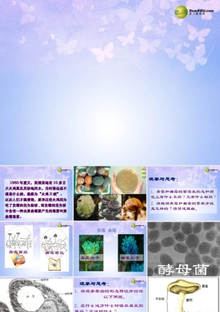 八年级生物上册 第5单元 第4章 第3节 真菌课件 新人教版 课件