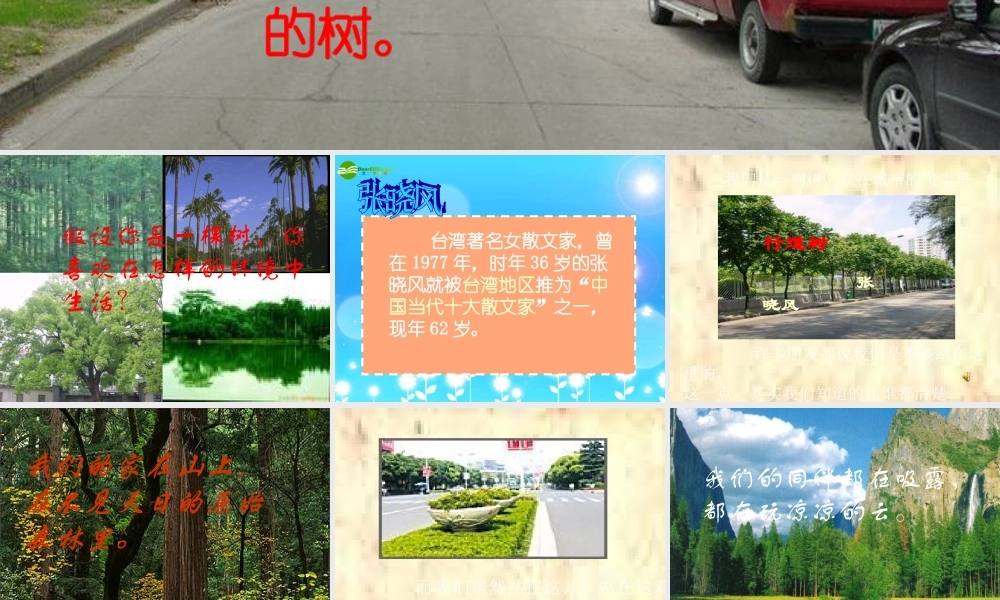 七年级语文上册 第7课(短文两篇)之行道树课件 人教新课标版 课件