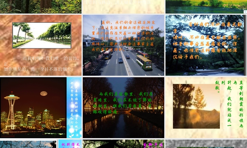 七年级语文上册 第7课(短文两篇)之行道树课件 人教新课标版 课件