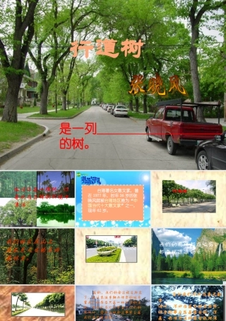 七年级语文上册 第7课(短文两篇)之行道树课件 人教新课标版 课件