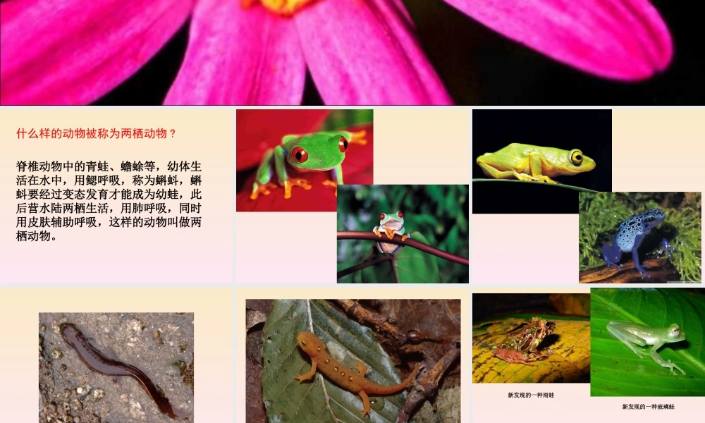 八年级生物第七单元 第一章 第三节 两栖动物的生殖和发育课件