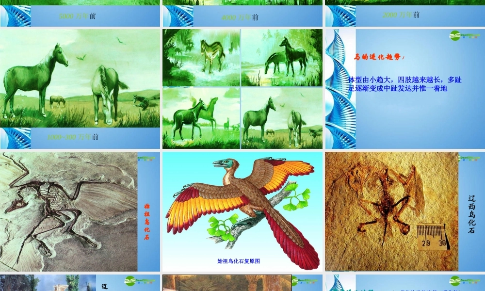 八年级生物下册 第22章第2节 生物进化的历程课件课件 苏科版 课件